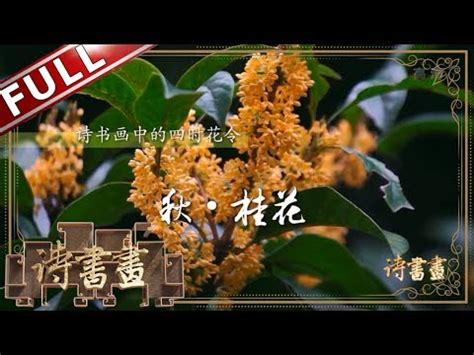 桂花象徵意義|你知道桂花的花語麼？桂花背後又有什麼傳說故事呢？。